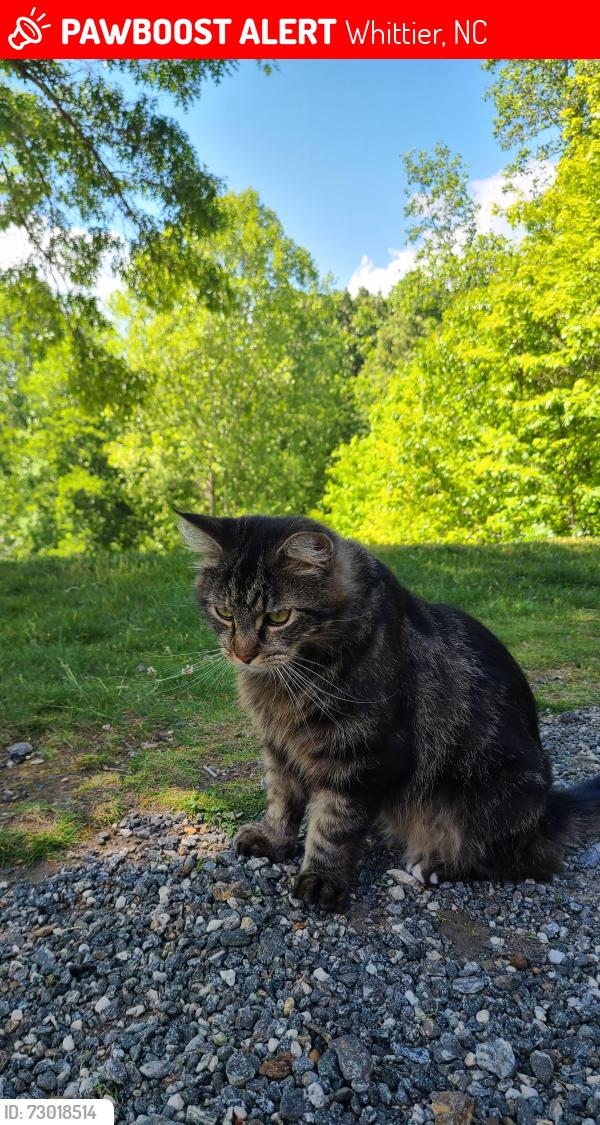 Lost Male Cat last seen Thomas Valley rd, Whittier, NC 28789