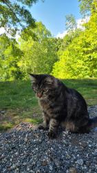 Lost Male Cat last seen Thomas Valley rd, Whittier, NC 28789