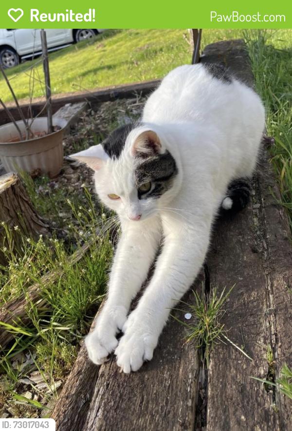 Reunited Male Cat last seen 59th Ave NE, Tacoma, WA 98422