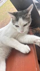 Lost Male Cat last seen Deer pointe mobile home park, Jacksonville, FL 32210