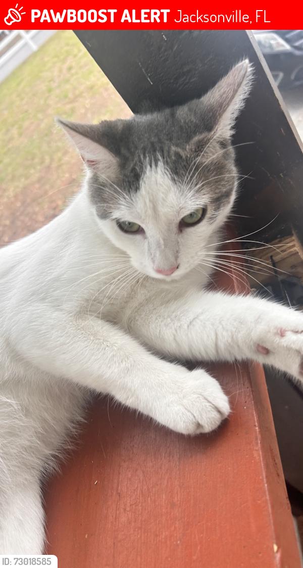 Lost Male Cat last seen Deer pointe mobile home park, Jacksonville, FL 32210