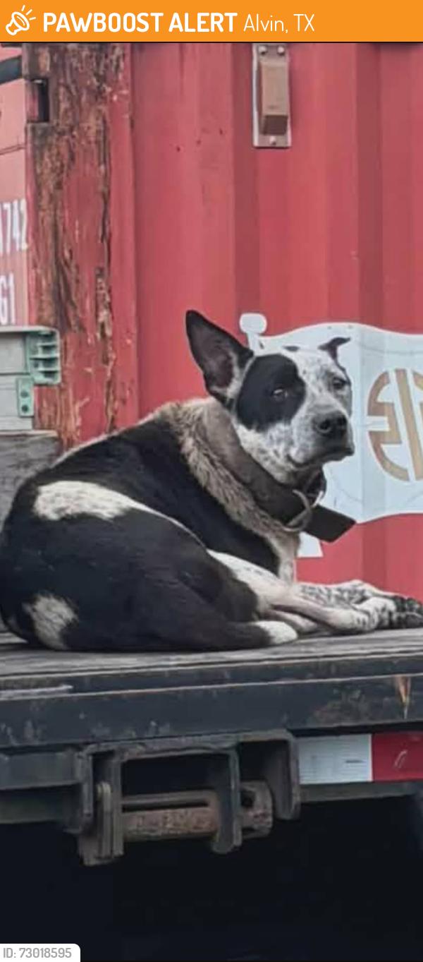 Found/Stray Unknown Dog last seen Highway 6 and thompson, Alvin, TX 77511