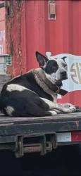 Found/Stray Unknown Dog last seen Highway 6 and thompson, Alvin, TX 77511