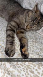 Found/Stray Female Cat last seen Mountain View Dr/Orbit rd, Iredell County, NC 28636