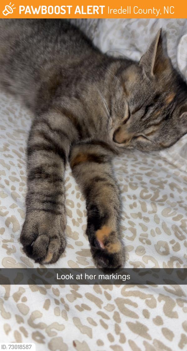 Found/Stray Female Cat last seen Mountain View Dr/Orbit rd, Iredell County, NC 28636