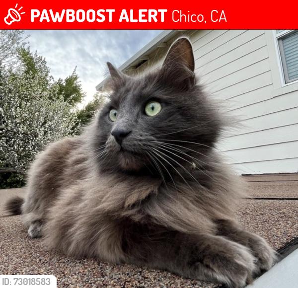 Lost Male Cat last seen Ivy Street, Chico, CA 95928