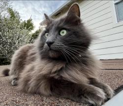Lost Male Cat last seen Ivy Street, Chico, CA 95928