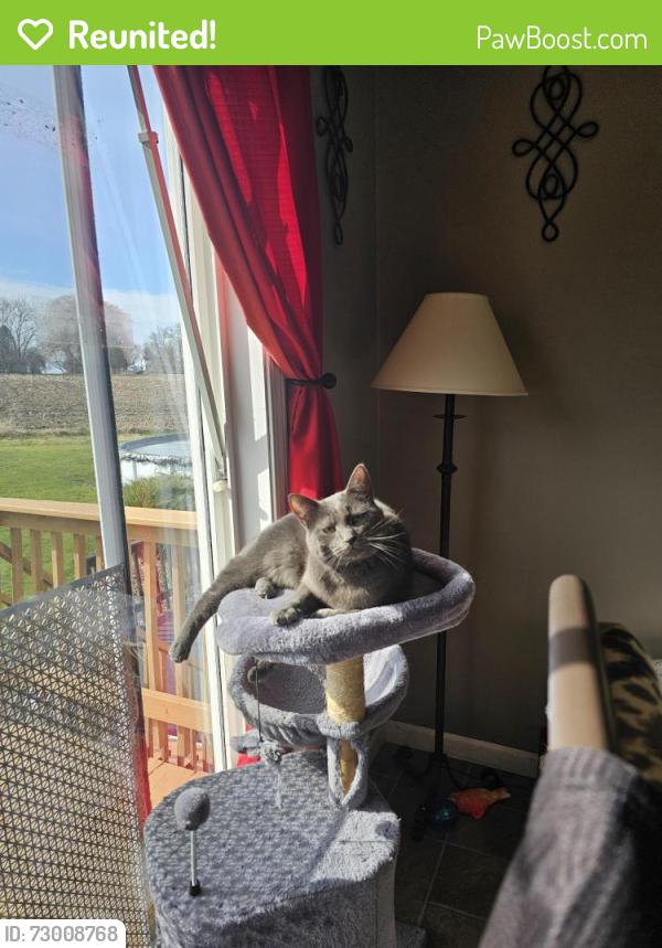 Reunited Female Cat last seen South holley rd, holley, ny, Holley, NY 14470