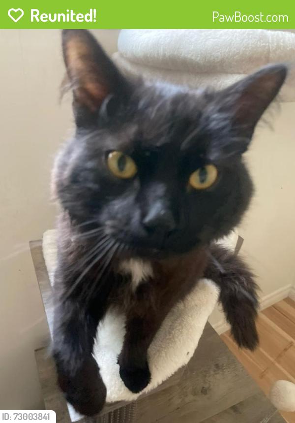 Reunited Male Cat last seen Near commissioners rd w and topping lane, London, ON N6J 4A5