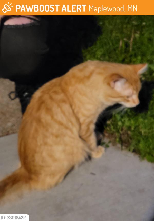 Found/Stray Male Cat last seen Hazel St, Hazel Park Rec, Maplewood, MN 55119