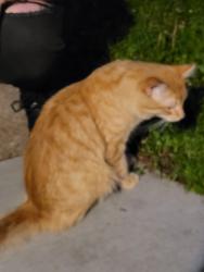 Found/Stray Male Cat last seen Hazel St, Hazel Park Rec, Maplewood, MN 55119