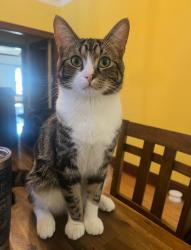 Lost Male Cat last seen N Albany & W Cullom, Irving park neighborhood , Chicago, IL 60618