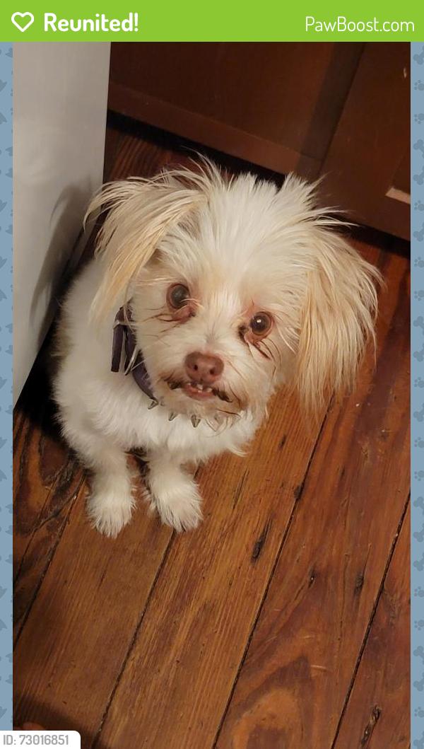 Reunited Male Dog last seen Near Reach Climbing and Fitness , Bridgeport, PA 19405
