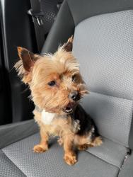 Lost Male Dog last seen Near Mackinnon dr, Memphis, TN 38119