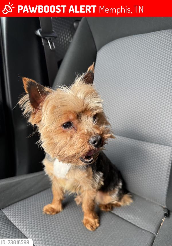 Lost Male Dog last seen Near Mackinnon dr, Memphis, TN 38119