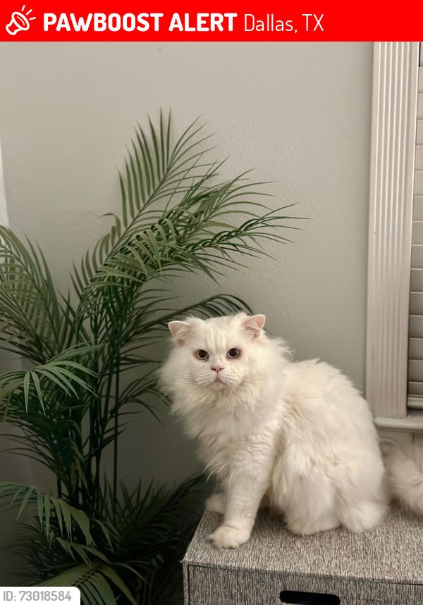 Lost Male Cat last seen Near San Lea Drive Dallas, Tx 75228, Dallas, TX 75228