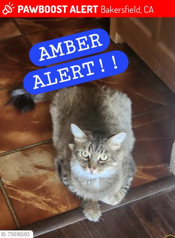 Lost Male Cat last seen Crestmore st and crestwood st, Bakersfield, CA 93308