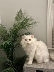 Lost Male Cat last seen Near San Lea Drive Dallas, Tx 75228, Dallas, TX 75228