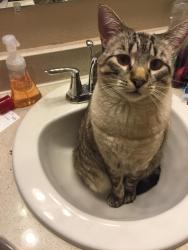 Lost Male Cat last seen La Nain and La Borde in Northpoint Subdvision, Pensacola, FL 32514