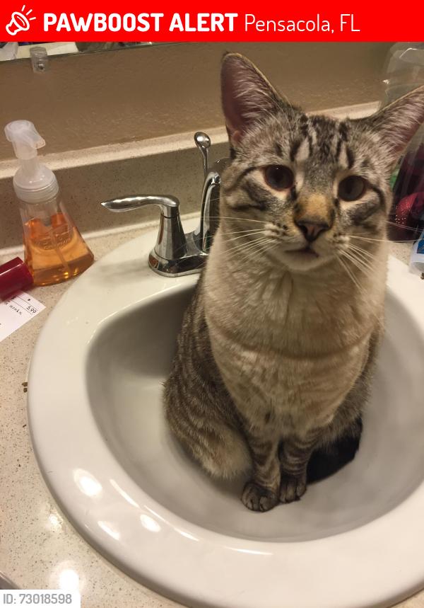 Lost Male Cat last seen La Nain and La Borde in Northpoint Subdvision, Pensacola, FL 32514