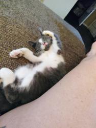Lost Male Cat last seen west washington street, Indianapolis, IN 46241