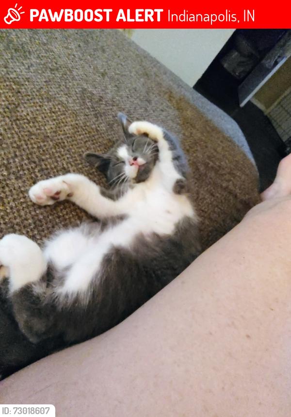 Lost Male Cat last seen west washington street, Indianapolis, IN 46241