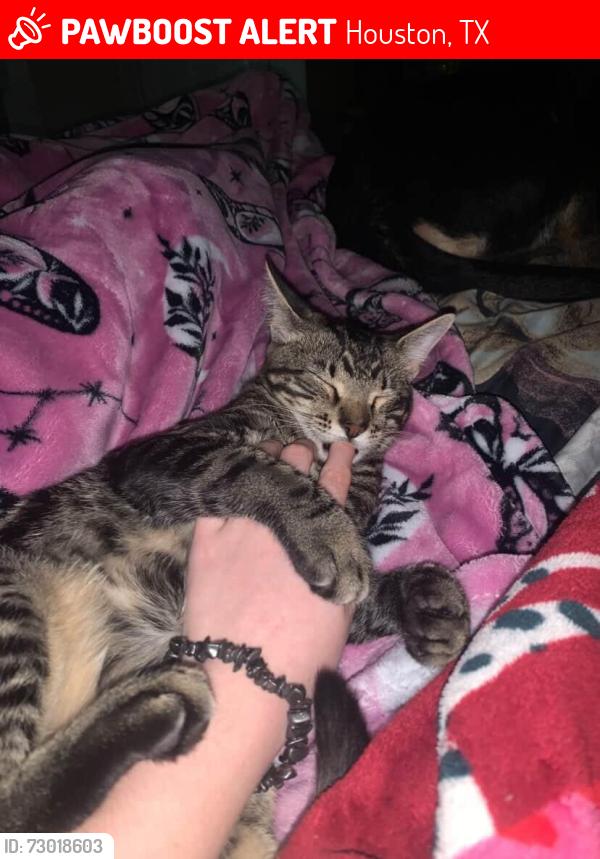 Lost Male Cat last seen Lost from skyhouse river oaks apmt, Houston, TX 77027