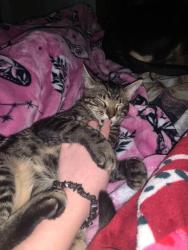 Lost Male Cat last seen Lost from skyhouse river oaks apmt, Houston, TX 77027