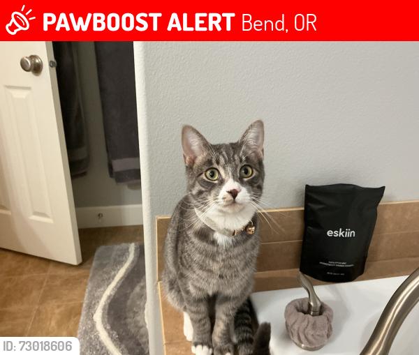 Lost Male Cat last seen 15th Street, Bend, OR 97702