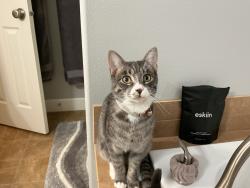 Lost Male Cat last seen 15th Street, Bend, OR 97702