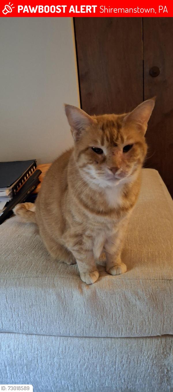 Lost Female Cat last seen E Main St  and St John's church rd , Shiremanstown, PA 17011