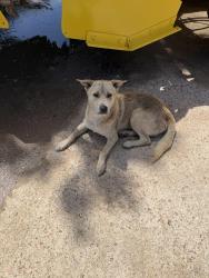 Found/Stray Male Dog last seen Cutten Rd & FM 1960 W, Houston, TX 77066