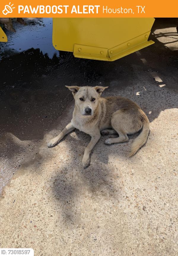 Found/Stray Male Dog last seen Cutten Rd & FM 1960 W, Houston, TX 77066