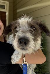 Reunited Female Dog last seen Rogersville between Wrightsville & Eastwood, Wilmington, NC 28403