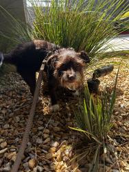 Reunited Male Dog last seen McCadden Pl & Lexington Ave , Los Angeles, CA 90038