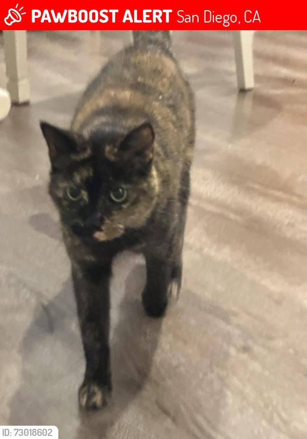 Lost Female Cat last seen Between Seabridge Ln and Ella Way, San Diego, CA 92128