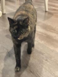 Lost Female Cat last seen Between Seabridge Ln and Ella Way, San Diego, CA 92128