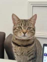 Lost Male Cat last seen Cheethamhill , Cheetham Hill, England M8 8XG