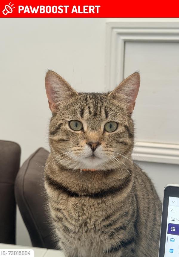 Lost Male Cat last seen Cheethamhill , Cheetham Hill, England M8 8XG