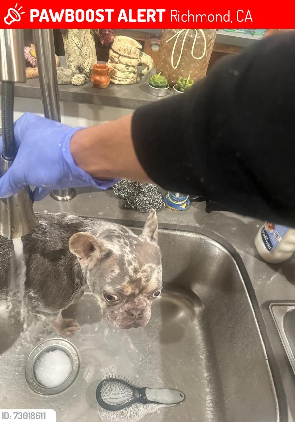 Lost Female Dog last seen Fran and keith, Richmond, CA 94803