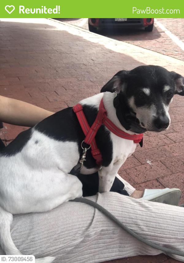 Reunited Male Dog last seen Walnut St and Audelia , Dallas, TX 75243