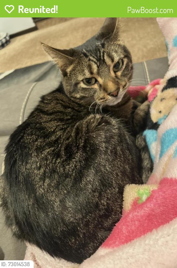 Reunited Male Cat last seen Near W Potawatomi Dr, Palos Heights, IL 60463