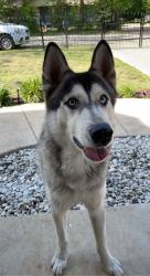 Reunited Male Dog last seen Yeary and Cheyenne St, Sansom Park, Sansom Park, TX 76135