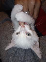 Lost Female Cat last seen Alley behind orizaba 1542 #1., Orizaba, Ver. 