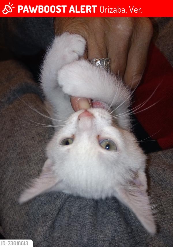 Lost Female Cat last seen Alley behind orizaba 1542 #1., Orizaba, Ver. 
