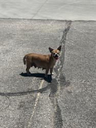 Found/Stray Female Dog last seen Central & West, Wichita, KS 67203