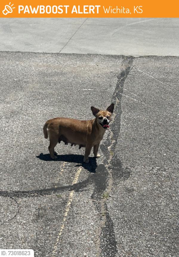 Found/Stray Female Dog last seen Central & West, Wichita, KS 67203