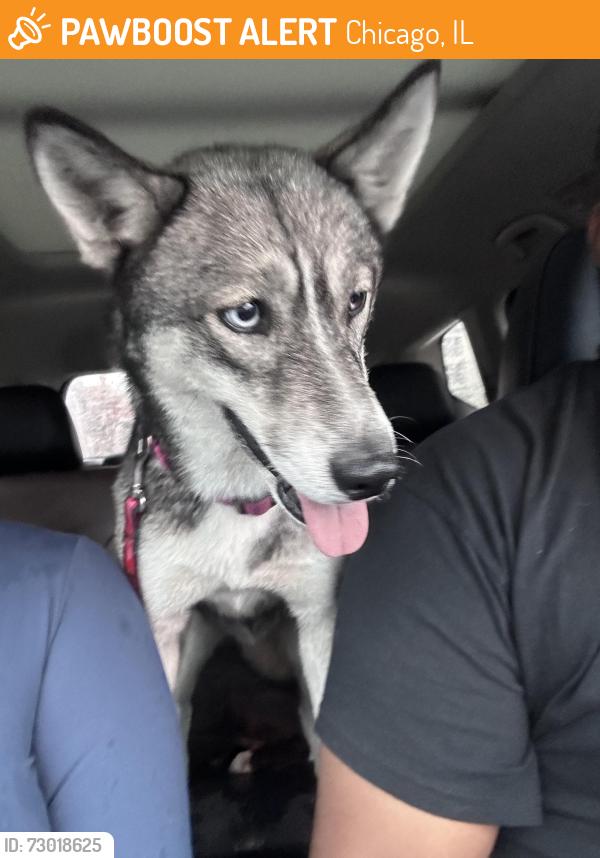 Found/Stray Female Dog last seen 73rd st Chicago between Halsted and Racine, Chicago, IL 60621
