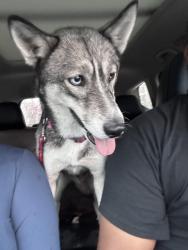 Found/Stray Female Dog last seen 73rd st Chicago between Halsted and Racine, Chicago, IL 60621