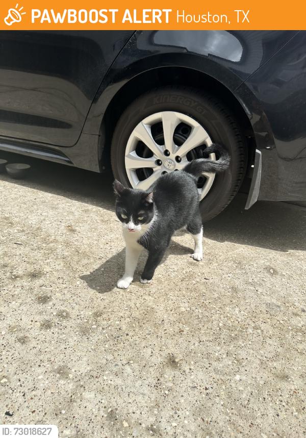 Found/Stray Female Cat last seen Swiney Park, Houston, TX 77020